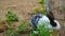 Domestic Rabbit or Oryctolagus cuniculus in a iron fence. Cute Rabbit in the natural environment close up detail