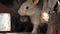 Domestic rabbits in a cage. Family gray rabbits eat grass, leaves and corn. Bunny sniffing. Domestic farming. In the village with