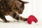 A domestic red bengal cat plays with a soft red heart on a rug against the background of a window. Valentine's day