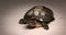 Domestic red-eared turtle Trachemys scripta.