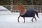 Domestic red horse walking in the snow paddock in winter. The horse in the blanket