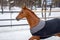 Domestic red horse walking in the snow paddock in winter. The horse in the blanket