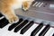 Domestic red thoroughbred cat lies on an electronic piano, the concept of home schooling under quarantine