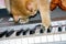 Domestic red thoroughbred cat plays with a wire on the electronic piano, the concept of home schooling in quarantine