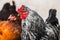 Domestic rooster bird close up portrait with hens on background