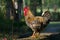 Domestic rooster in a farm, bardia, Nepal