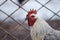 domestic rooster on farm, close-up, rooster portrait, bird, crest and sharp beak