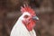 domestic rooster on farm, close-up, rooster portrait, bird, crest and sharp beak