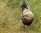 Domestic rooster searching for food