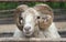 Domestic sheep