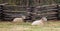 Domestic sheep in Colonial Williamsburg
