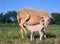 Domestic Sheep, Ewe with Lamb suckling, standing in Meadow