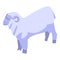 Domestic sheep icon, isometric style