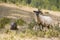 Domestic sheep on the mountain