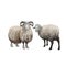 Domestic sheep and ram