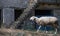 Domestic sheep walks in front of house ruins in abandoned village in Cyprus