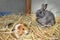 Domestic sheltie guinea pig Cavia porcellus with a Grey pet rabbit