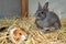 Domestic sheltie guinea pig Cavia porcellus with a Grey pet rabbit