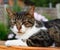 A domestic short haired tabby cat sitting on a picnic bench.