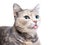 A domestic shorthair cat with dilute tortoiseshell tabby markings sticking its tongue out