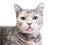 A domestic shorthair cat with dilute tortoiseshell tabby markings sticking its tongue out