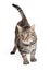 Domestic Shorthair Tabby Cat Stalking