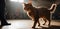 Domestic shorthaired cat walking on tiled floor near person