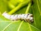 domestic silk moth (Bombyx mori) on a mulberry leaf with blurred background