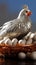 Domestic silver hen dedicatedly sits on a nest of eggs.