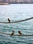 Domestic sparrows standing on chain next to sea