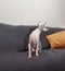 Domestic sphynx cat looking up. Home interior