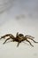 A domestic spider. Tegenaria Domestica. Macro. The spider is not poisonous, it is safe