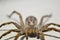 A domestic spider. Tegenaria Domestica. The spider is not poisonous. Macro