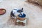 The domestic spotty black-and-white rabbit drinks water from a bowl. The lovely animal walks in the yard.