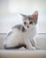 Domestic spotty kitten sits at a window.