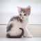 The domestic spotty kitten sits at a window.