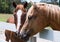 Domestic stallion standing behind white wooden fence.