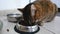 Domestic striped cat eating dry food from bowl.