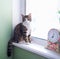 Domestic striped furry pet cat sits on windowsill near clock