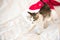 Domestic striped kitten sitting on Santa Claus hat , cute Christmas photo.Little kitten sitting over white blanket. High