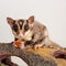 Domestic sugar glider rodent domestic animal