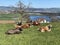 Domestic Swiss alpine cows on fertile green spring pastures above Lake Mauensee or Lake Mauen Mauesee - Switzerland