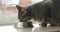 Domestic tabby cat is eating its dry food from bowl. Healthy cat eats food with appetite. Cat eats from a bowl, The cat is eating