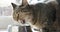 Domestic tabby cat is eating its dry food from bowl. Healthy cat eats food with appetite. Cat eats from a bowl, The cat is eating