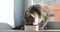 Domestic tabby cat is eating its dry food from bowl. Healthy cat eats food with appetite. Cat eats from a bowl, The cat is eating