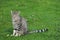 Domestic tabby cat in the garden