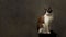 Domestic tabby cat perched on a black wooden stool against a dark background