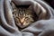 Domestic tabby cat sleeping in cozy blanket