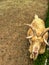 Domestic tan colored goat with horns