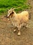 Domestic tan colored goat with horns